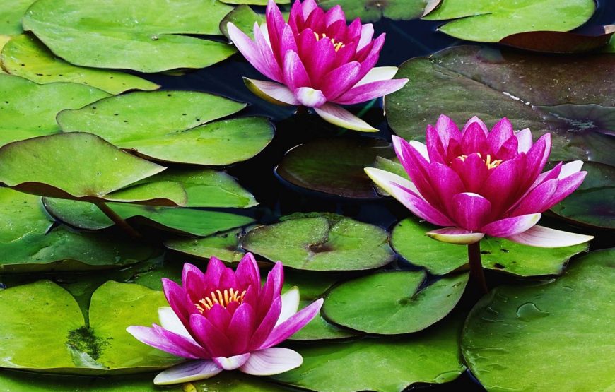 Iran 8 day Tour (Green Persia)